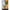 Verdant Muse Collectie