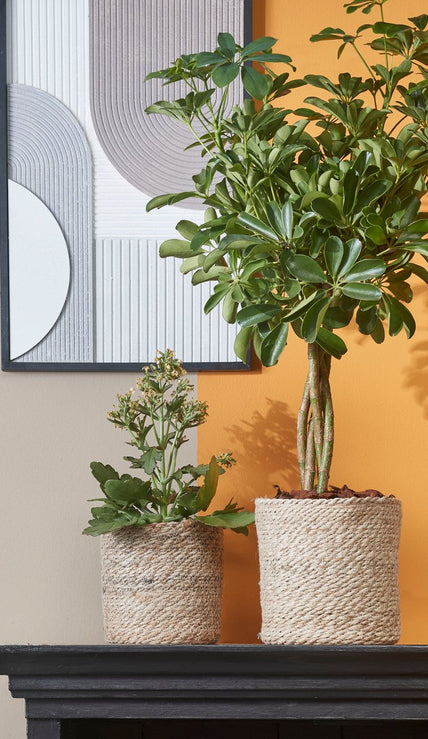 Verdant Muse Collectie