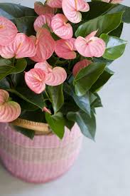 EdenBlush Collectie