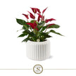 Bologna Glow – ribbelpot met Anthurium