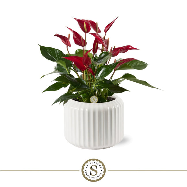 Bologna Glow – ribbelpot met Anthurium