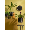 Lunar Noir Aries – zwarte metalen planters op gouden standaards