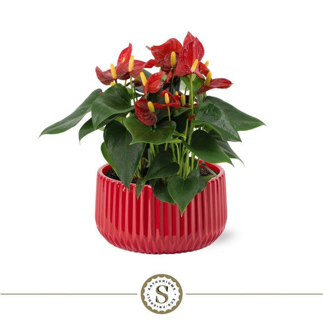 Madeira Ribbelpot – keramiek voor tafels met flair