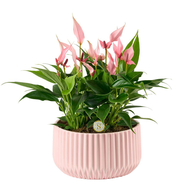 Madeira Rib Pot – keramiek voor Anthurium-glamour