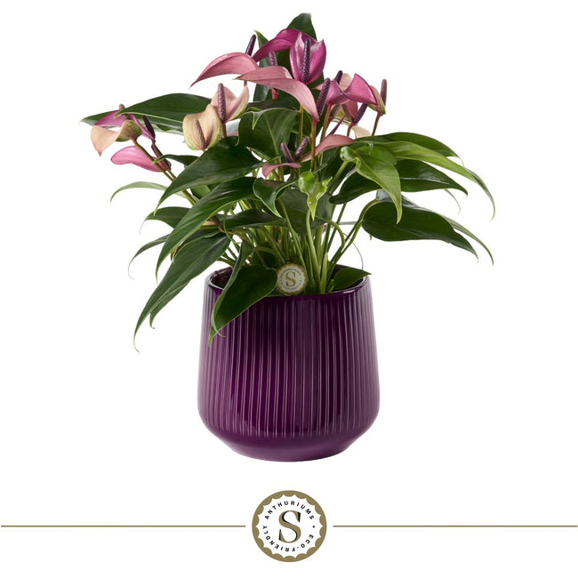London Pot met Anthurium – karaktervol keramiek ontmoet botanische elegantie
