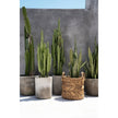 Zigzag Natural – plantenmand met een ritmisch randje maat M